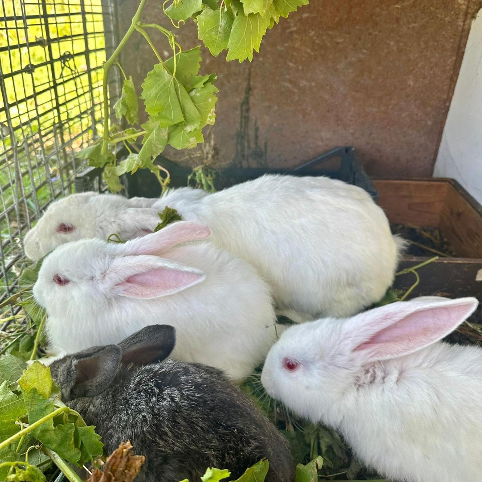 ギュムリEco Houseアパートメント エクステリア 写真